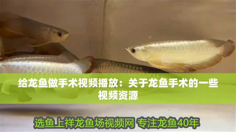 給龍魚做手術視頻播放：關于龍魚手術的一些視頻資源