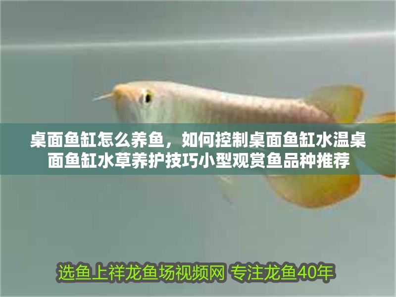桌面魚缸怎么養魚，如何控制桌面魚缸水溫桌面魚缸水草養護技巧小型觀賞魚品種推薦