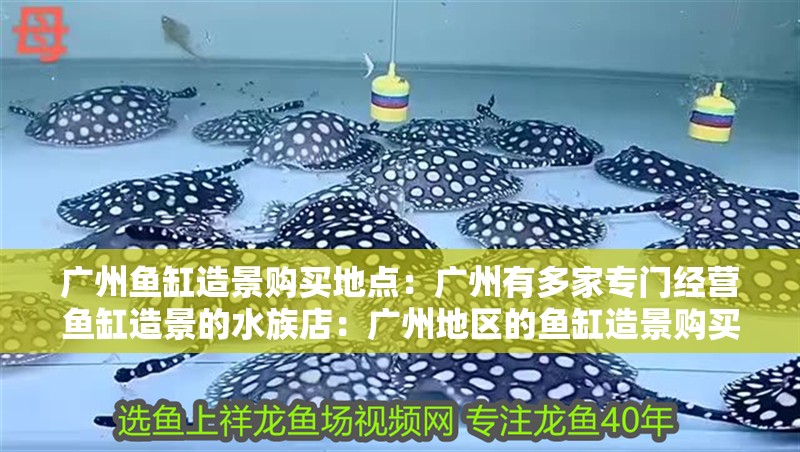 廣州魚缸造景購買地點：廣州有多家專門經營魚缸造景的水族店：廣州地區的魚缸造景購買地點