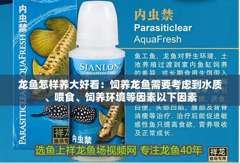 龍魚(yú)怎樣養(yǎng)大好看：飼養(yǎng)龍魚(yú)需要考慮到水質(zhì)、喂食、飼養(yǎng)環(huán)境等因素以下因素