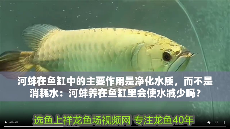 河蚌在魚缸中的主要作用是凈化水質，而不是消耗水：河蚌養在魚缸里會使水減少嗎？