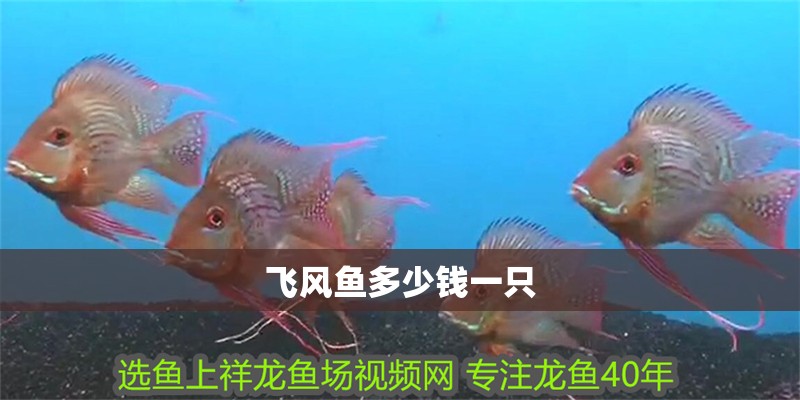 飛風魚多少錢一只