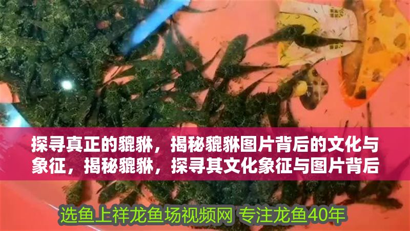 探尋真正的貔貅，揭秘貔貅圖片背后的文化與象征，揭秘貔貅，探尋其文化象征與圖片背后的深層意義