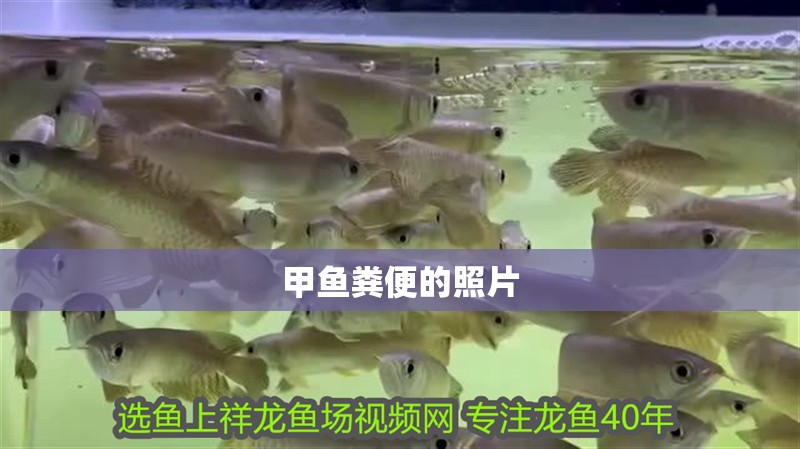 甲魚糞便的照片