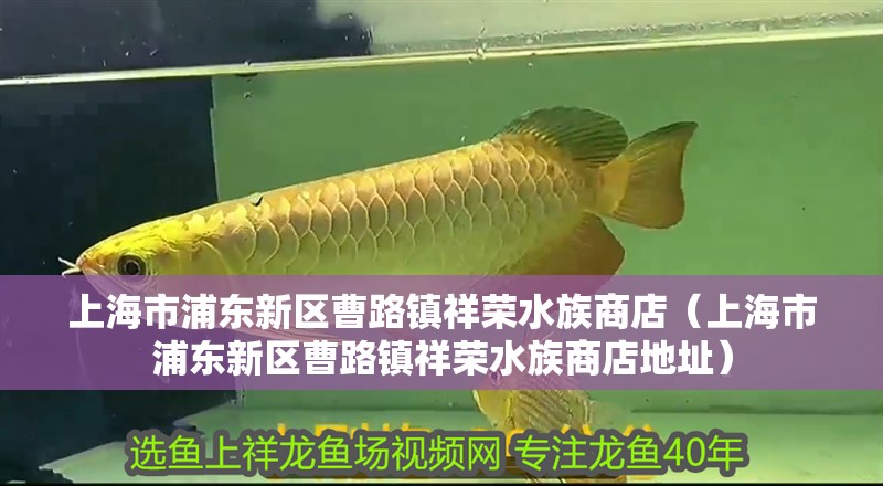 上海市浦東新區曹路鎮祥榮水族商店（上海市浦東新區曹路鎮祥榮水族商店地址）