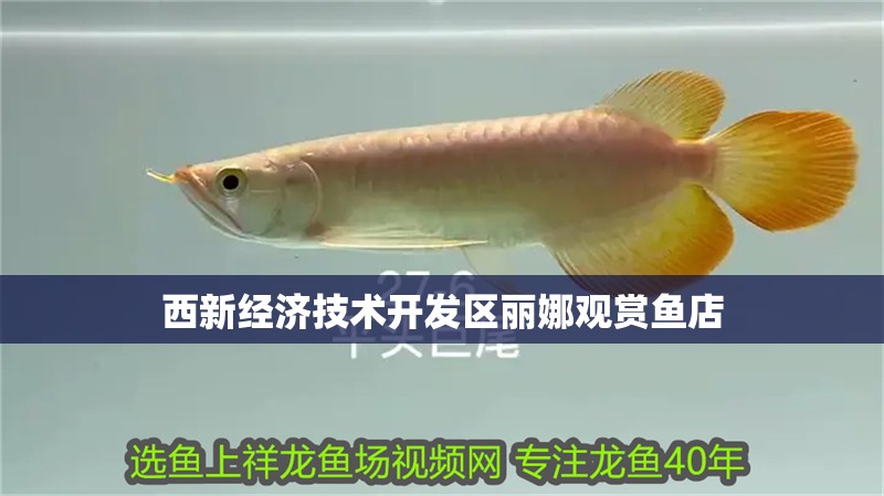 西新經濟技術開發區麗娜觀賞魚店