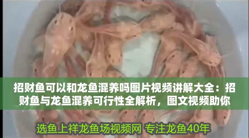 招財魚可以和龍魚混養嗎圖片視頻講解大全：招財魚與龍魚混養可行性全解析，圖文視頻助你科學混搭