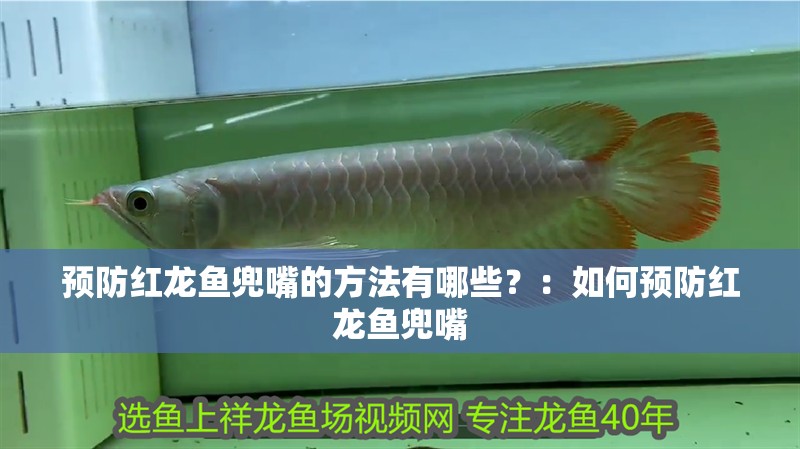 預防紅龍魚兜嘴的方法有哪些？：如何預防紅龍魚兜嘴