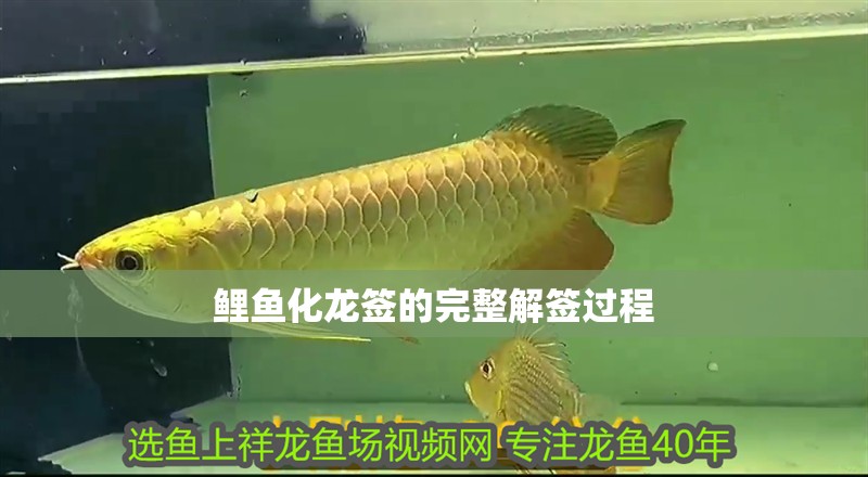 魚缸用增氧泵價格是多少:魚缸增氧機-xtrac增氧機-xtrac增氧機 鯉魚化龍簽的完整解簽過程 龍魚論壇 鯉魚化龍簽的完整解簽過程 鯉魚化龍簽的完整解簽過程 龍魚論壇