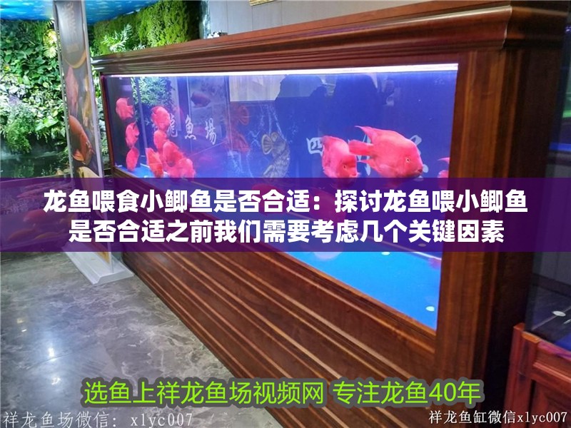 龍魚喂食小鯽魚是否合適：探討龍魚喂小鯽魚是否合適之前我們需要考慮幾個(gè)關(guān)鍵因素