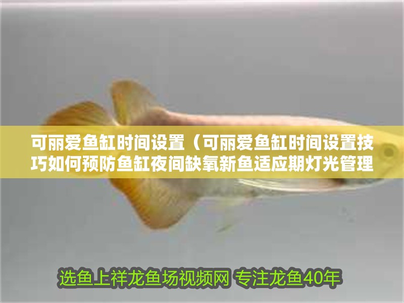可麗愛魚缸時間設置（可麗愛魚缸時間設置技巧如何預防魚缸夜間缺氧新魚適應期燈光管理） 可麗愛魚缸時間設置（可麗愛魚缸時間設置技巧如何預防魚缸夜間缺氧新魚適應期燈光管理） 魚缸百科