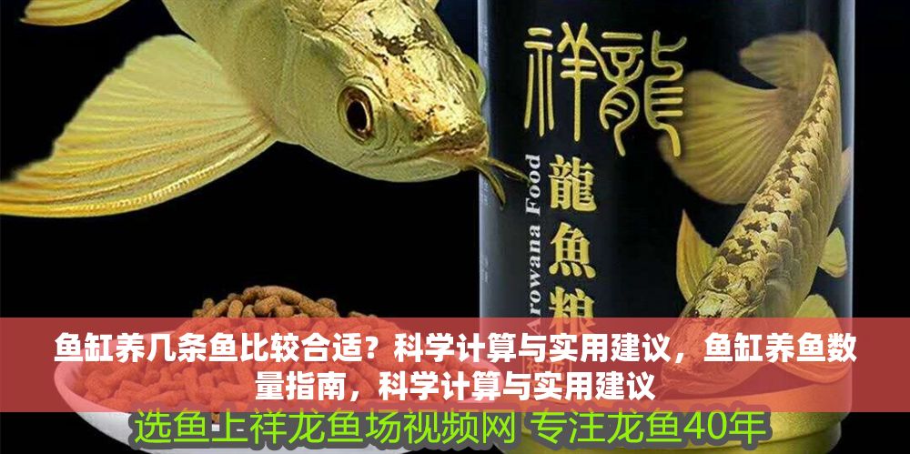 魚缸養(yǎng)幾條魚比較合適？科學計算與實用建議，魚缸養(yǎng)魚數(shù)量指南，科學計算與實用建議