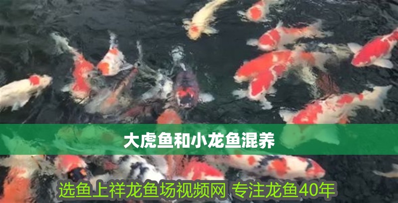 大虎魚和小龍魚混養