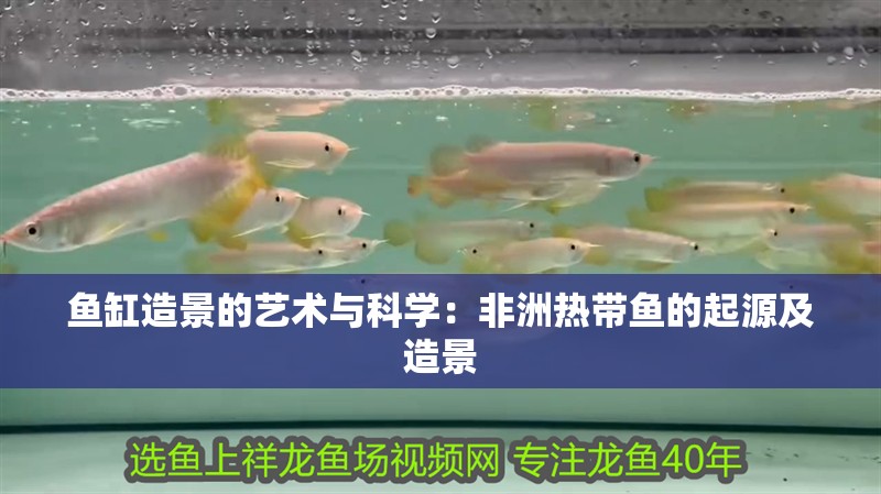 魚缸造景的藝術與科學：非洲熱帶魚的起源及造景
