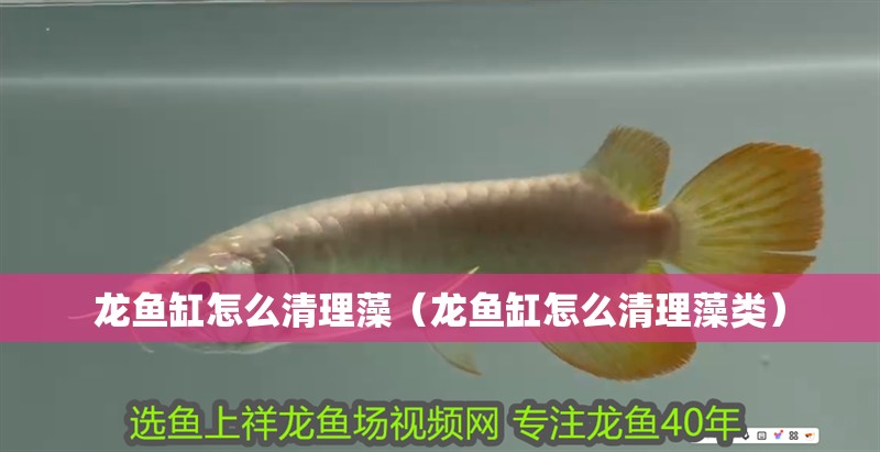 龍魚(yú)缸怎么清理藻（龍魚(yú)缸怎么清理藻類(lèi)）