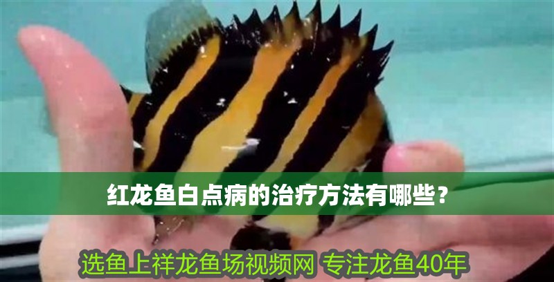 紅龍魚白點病的治療方法有哪些？