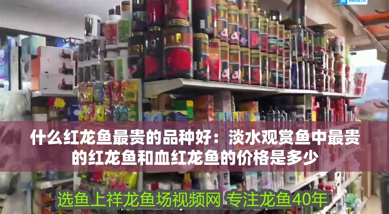 什么紅龍魚最貴的品種好：淡水觀賞魚中最貴的紅龍魚和血紅龍魚的價格是多少