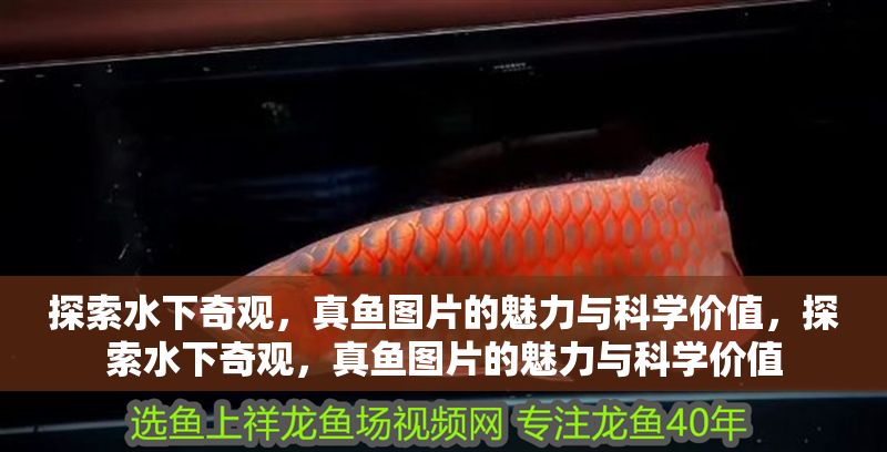 探索水下奇觀，真魚圖片的魅力與科學價值，探索水下奇觀，真魚圖片的魅力與科學價值 探索水下奇觀，真魚圖片的魅力與科學價值，探索水下奇觀，真魚圖片的魅力與科學價值 龍魚百科 第1張