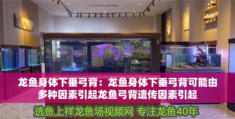 龍魚身體下垂弓背：龍魚身體下垂弓背可能由多種因素引起龍魚弓背遺傳因素引起