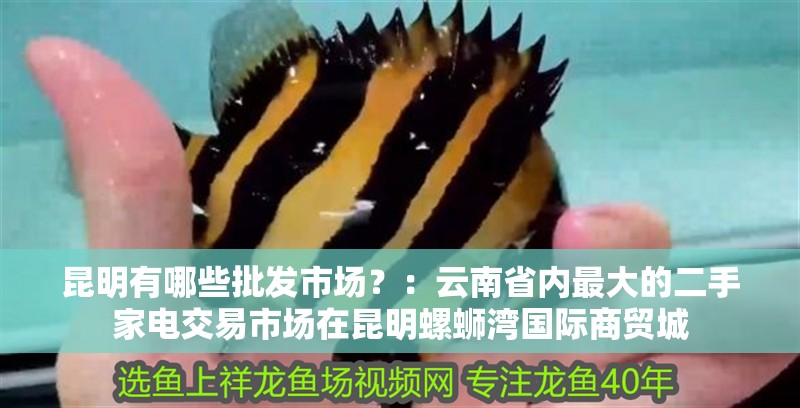 魚缸過濾器選購指南:自制魚缸過濾器魚缸上置過濾器對于養魚愛好者的必備知識 昆明有哪些批發市場?:云南省內最大的二手家電交易市場在昆明螺螄灣國際商貿城 魚缸百科 昆明有哪些批發市場?:云南省內最大的二手家電交易市場在昆明螺螄灣國際商貿城 昆明有哪些批發市場?:云南省內最大的二手家電交易市場在昆明螺螄灣國際商貿城 魚缸百科