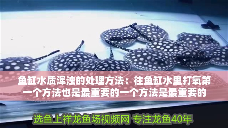 魚缸水質渾濁的處理方法：往魚缸水里打氧第一個方法也是最重要的一個方法是最重要的
