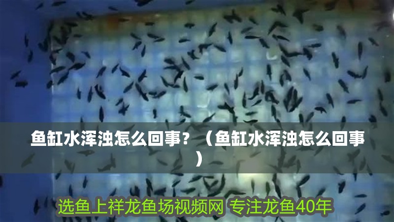 魚缸水渾濁怎么回事？（魚缸水渾濁怎么回事）