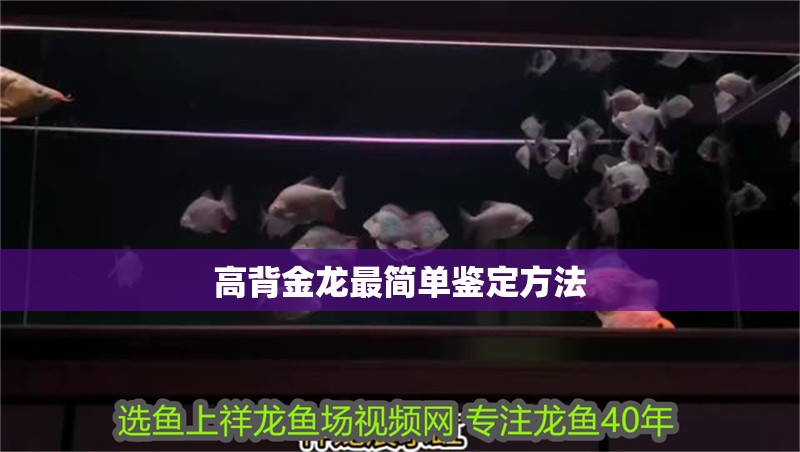 高背金龍最簡單鑒定方法