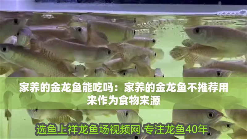 家養的金龍魚能吃嗎：家養的金龍魚不推薦用來作為食物來源