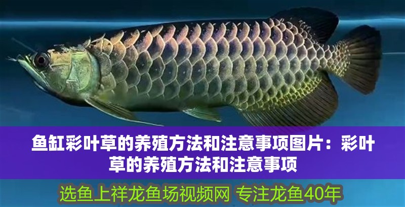 魚缸彩葉草的養殖方法和注意事項圖片：彩葉草的養殖方法和注意事項