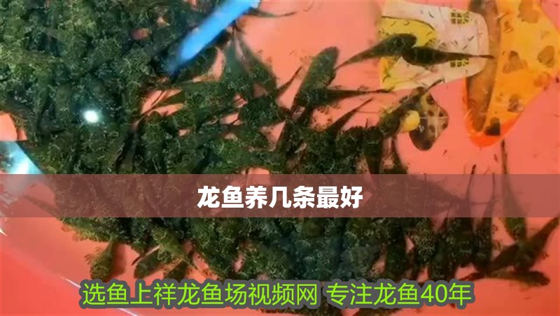 魚缸用增氧泵價格是多少:魚缸增氧機-xtrac增氧機-xtrac增氧機 龍魚養幾條最好 龍魚百科 龍魚養幾條最好 龍魚養幾條最好 龍魚百科