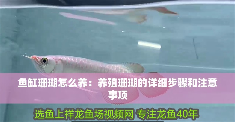 魚缸珊瑚怎么養：養殖珊瑚的詳細步驟和注意事項