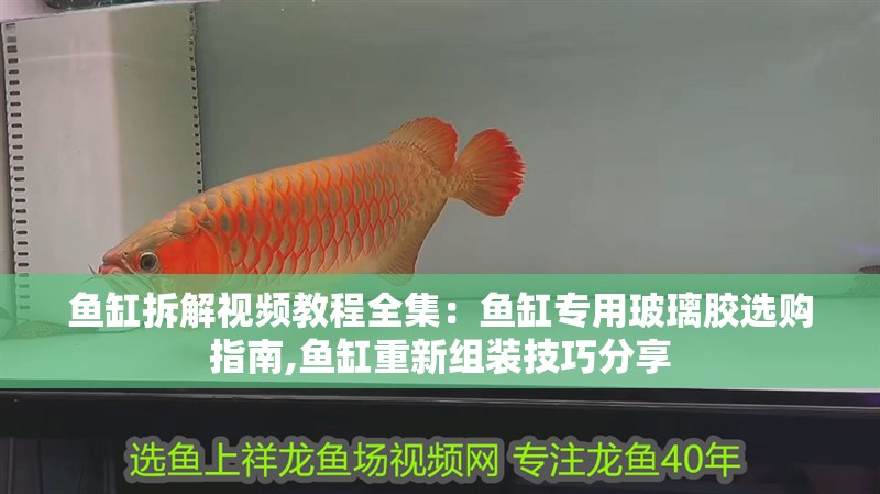 魚缸拆解視頻教程全集：魚缸專用玻璃膠選購指南,魚缸重新組裝技巧分享
