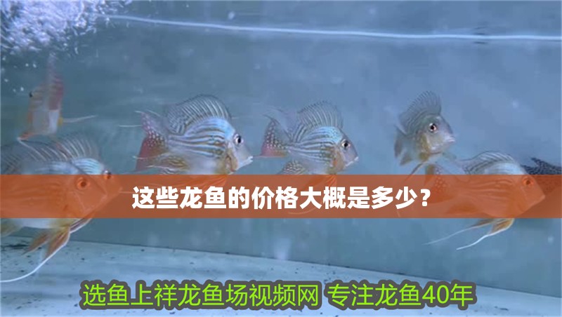 這些龍魚(yú)的價(jià)格大概是多少？