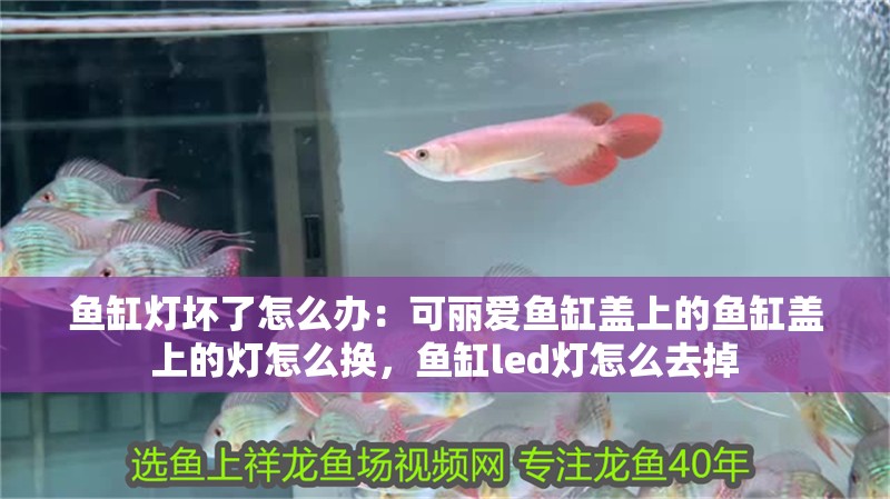 魚缸燈壞了怎么辦：可麗愛魚缸蓋上的魚缸蓋上的燈怎么換，魚缸led燈怎么去掉