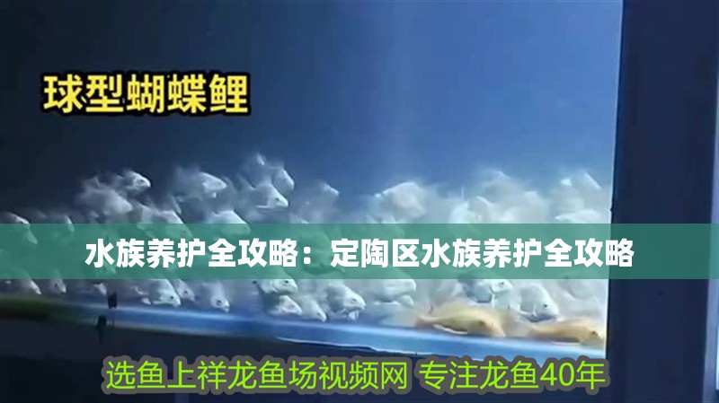 水族養護全攻略：<strong><mark>定陶</mark></strong>區水族養護全攻略