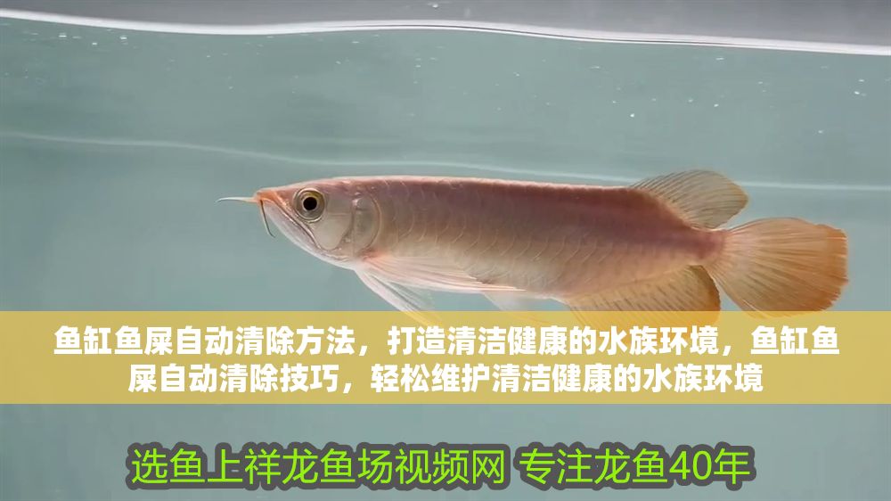 魚缸魚屎自動清除方法，打造清潔健康的水族環(huán)境，魚缸魚屎自動清除技巧，輕松維護清潔健康的水族環(huán)境 魚缸魚屎自動清除方法，打造清潔健康的水族環(huán)境，魚缸魚屎自動清除技巧，輕松維護清潔健康的水族環(huán)境 龍魚百科 第1張