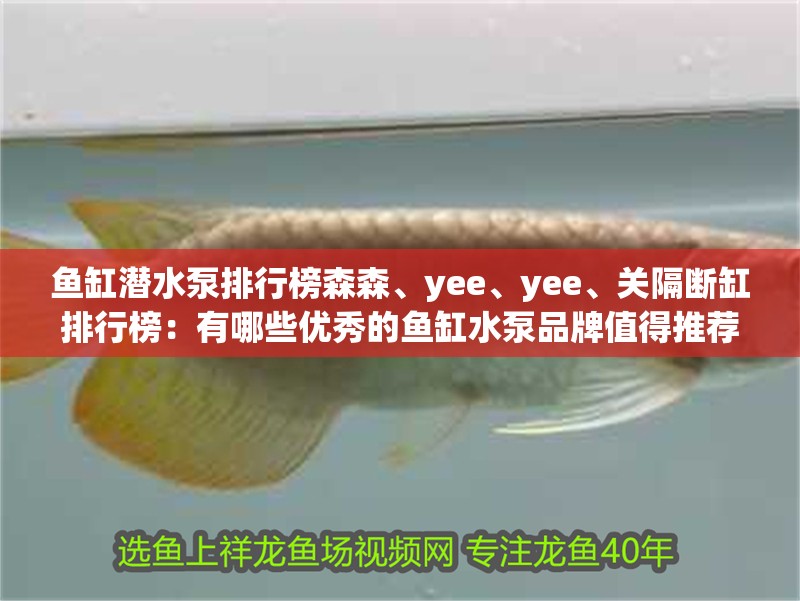 魚缸潛水泵排行榜森森、yee、yee、關隔斷缸排行榜：有哪些優秀的魚缸水泵品牌值得推薦？