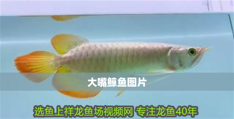大嘴鯨魚圖片 大嘴鯨魚圖片 龍魚論壇