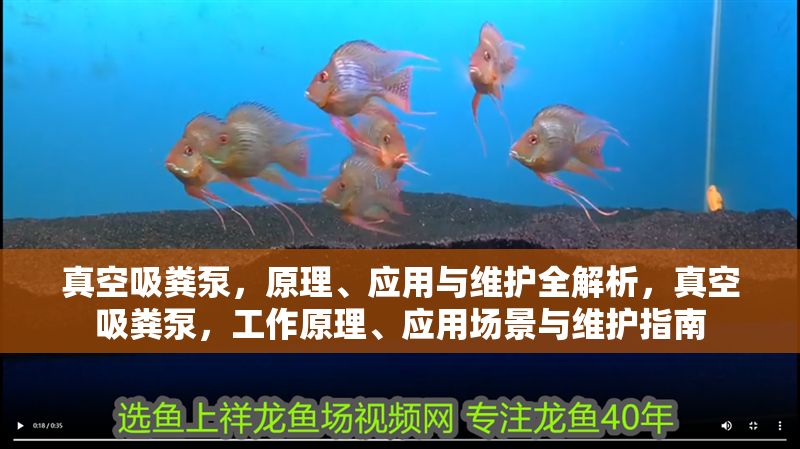 真空吸糞泵，原理、應用與維護全解析，真空吸糞泵，工作原理、應用場景與維護指南