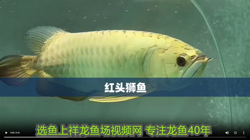紅頭獅魚