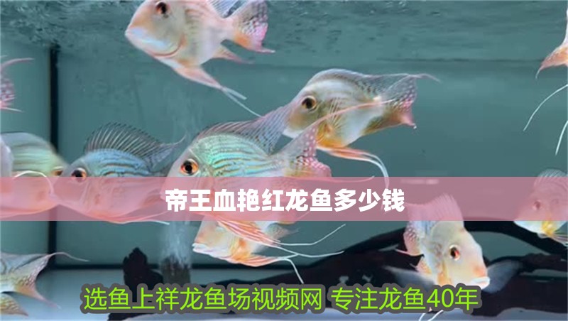 帝王血艷紅龍魚多少錢