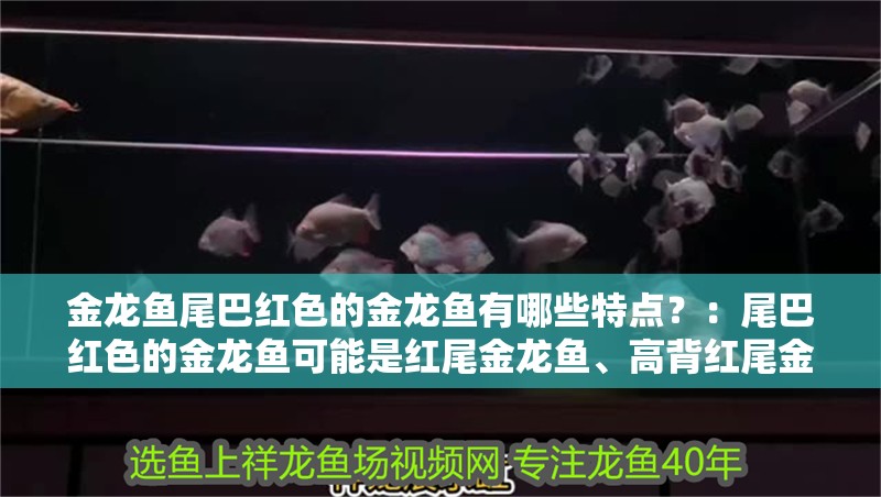 金龍魚尾巴紅色的金龍魚有哪些特點？：尾巴紅色的金龍魚可能是紅尾金龍魚、高背紅尾金龍魚的特征