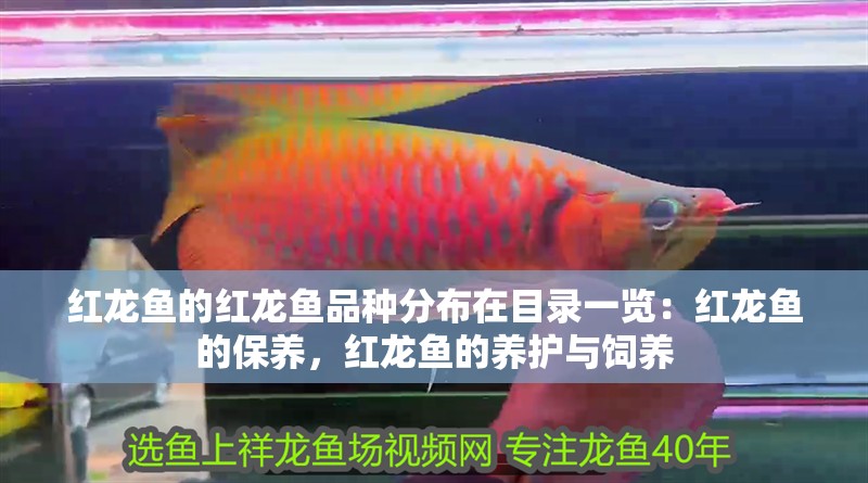 紅龍魚的紅龍魚品種分布在目錄一覽：紅龍魚的保養，紅龍魚的養護與飼養