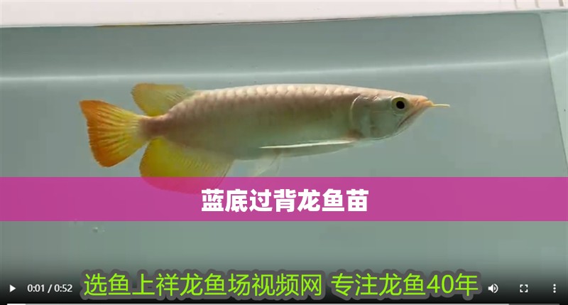 龍魚干蝦有營養嗎 藍底過背龍魚苗 龍魚論壇 藍底過背龍魚苗 藍底過背龍魚苗 龍魚論壇