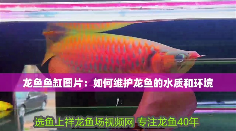 龍魚魚缸圖片：如何維護龍魚的水質(zhì)和環(huán)境