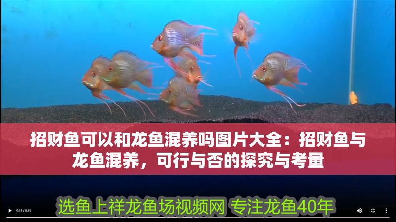 招財魚可以和龍魚混養(yǎng)嗎圖片大全：招財魚與龍魚混養(yǎng)，可行與否的探究與考量