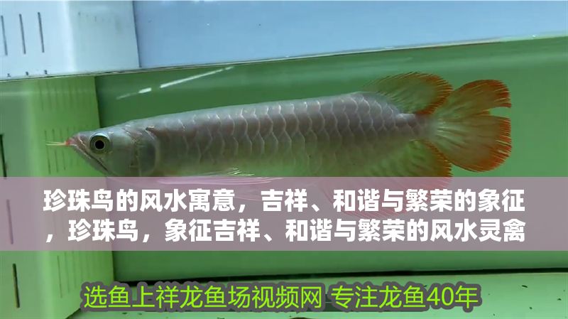 珍珠鳥的風水寓意，吉祥、和諧與繁榮的象征，珍珠鳥，象征吉祥、和諧與繁榮的風水靈禽