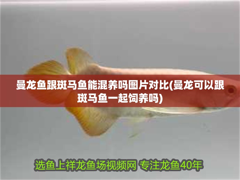曼龍魚跟斑馬魚能混養嗎圖片對比(曼龍可以跟斑馬魚一起飼養嗎)