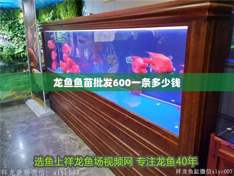 龍魚魚苗批發600一條多少錢
