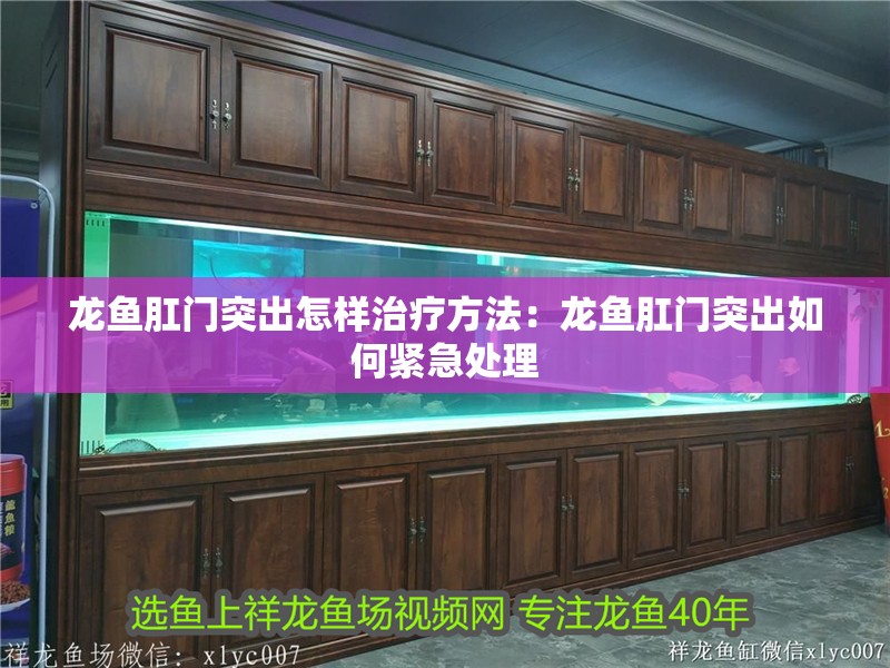 龍魚(yú)肛門(mén)突出怎樣治療方法：龍魚(yú)肛門(mén)突出如何緊急處理